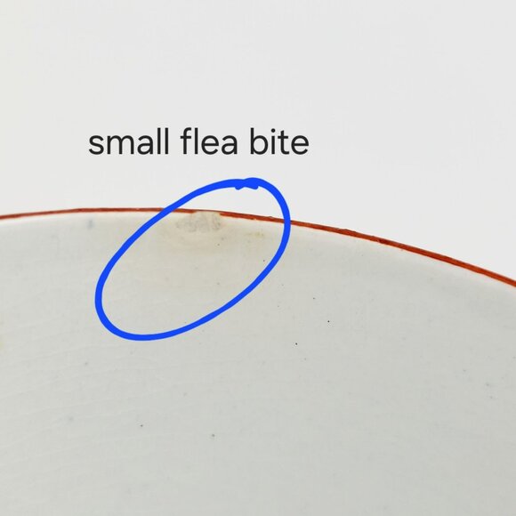 Antique Petrus Regout Demitasse Cup & Saucer Set Bird Design c. Late 1800s Dutch - Picture 8 of 15